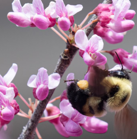 Pollinator Alley