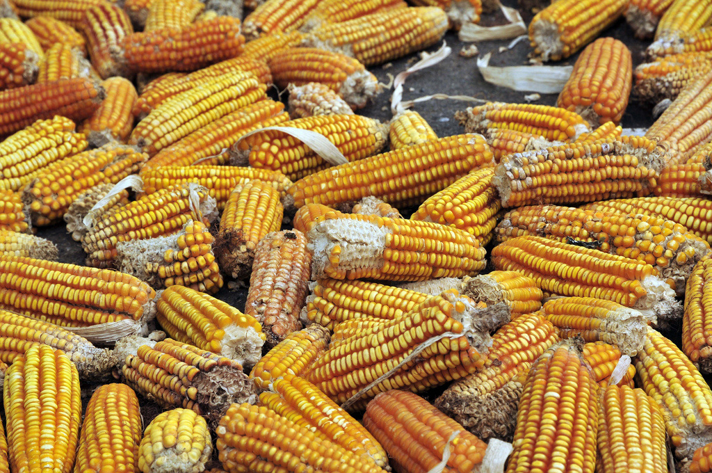 Mexican Aztec: Vegetarian Mexican Class with Estela Calzada