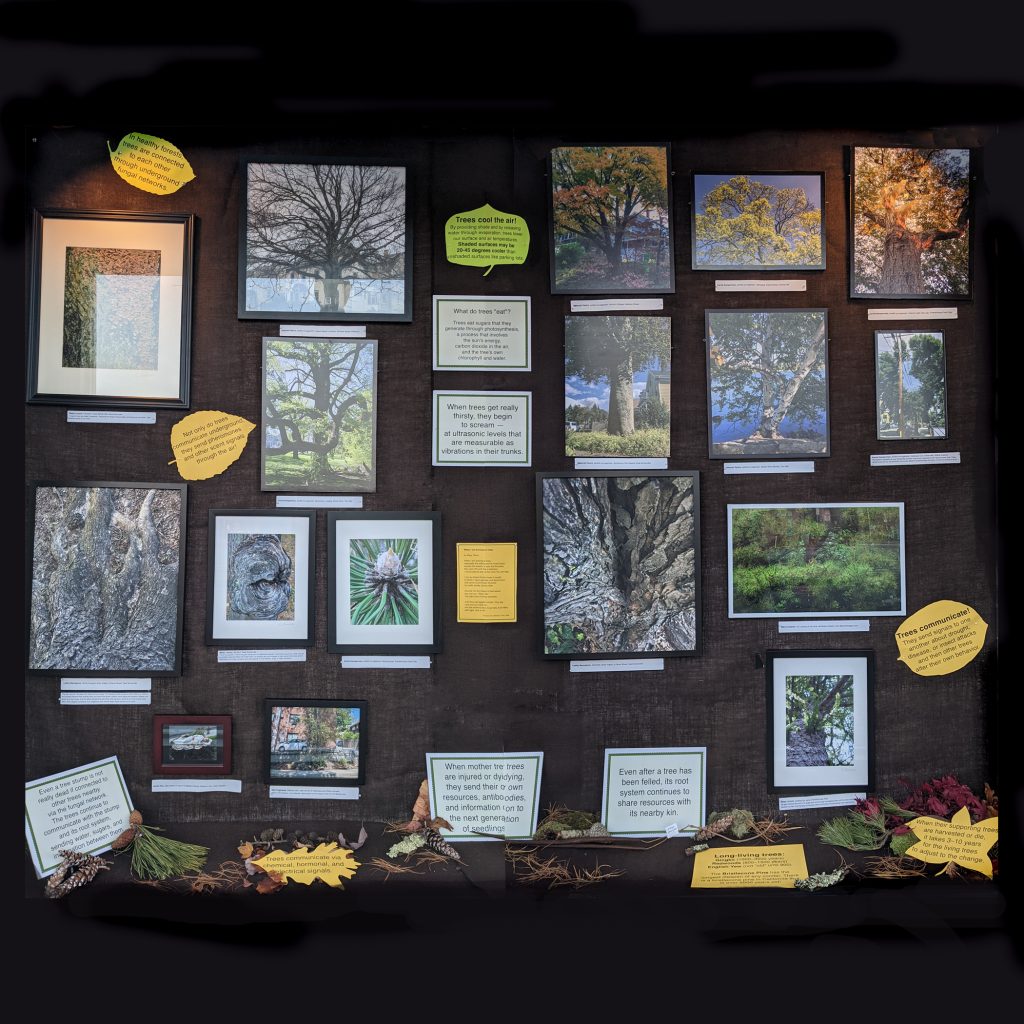 ROOT_tree_website copy